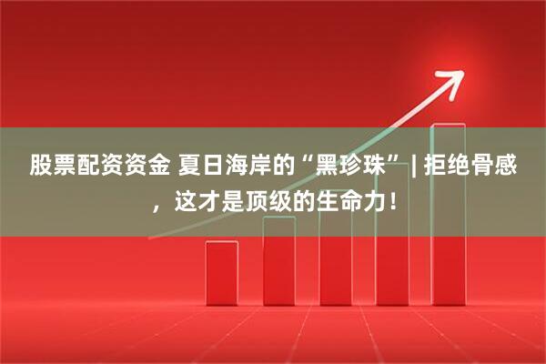 股票配资资金 夏日海岸的“黑珍珠” | 拒绝骨感，这才是顶级的生命力！